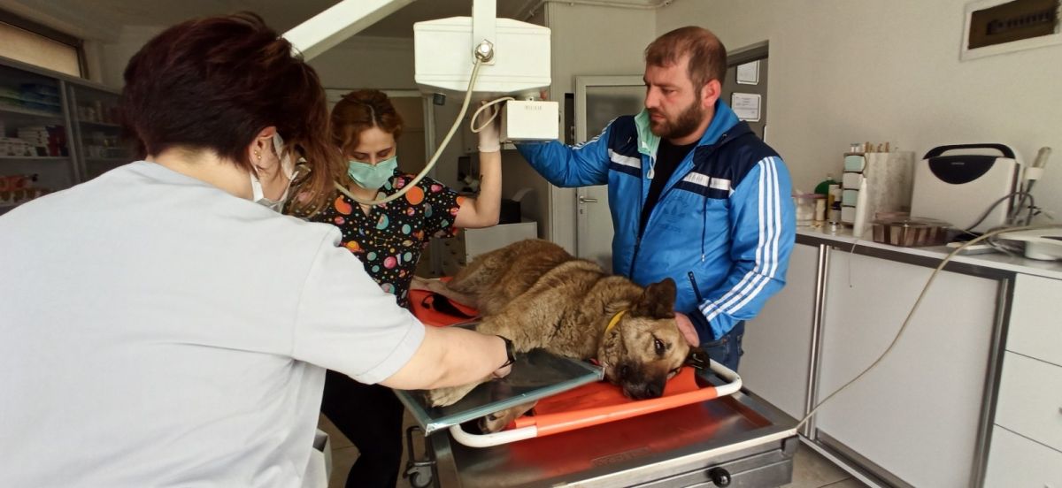 Düzce'de sokak köpeğine çarpan sürücüden örnek davranış