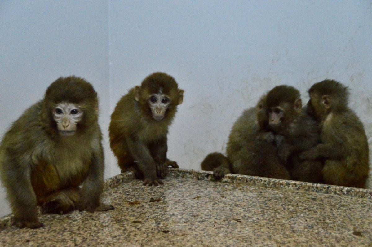 Ağrı sınırında 12 kaçak maymun yakalandı #3