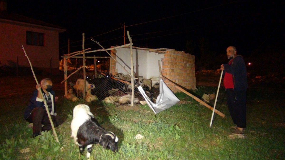 Malatya da köpeklerin saldırdığı 12 koyun telef oldu #2