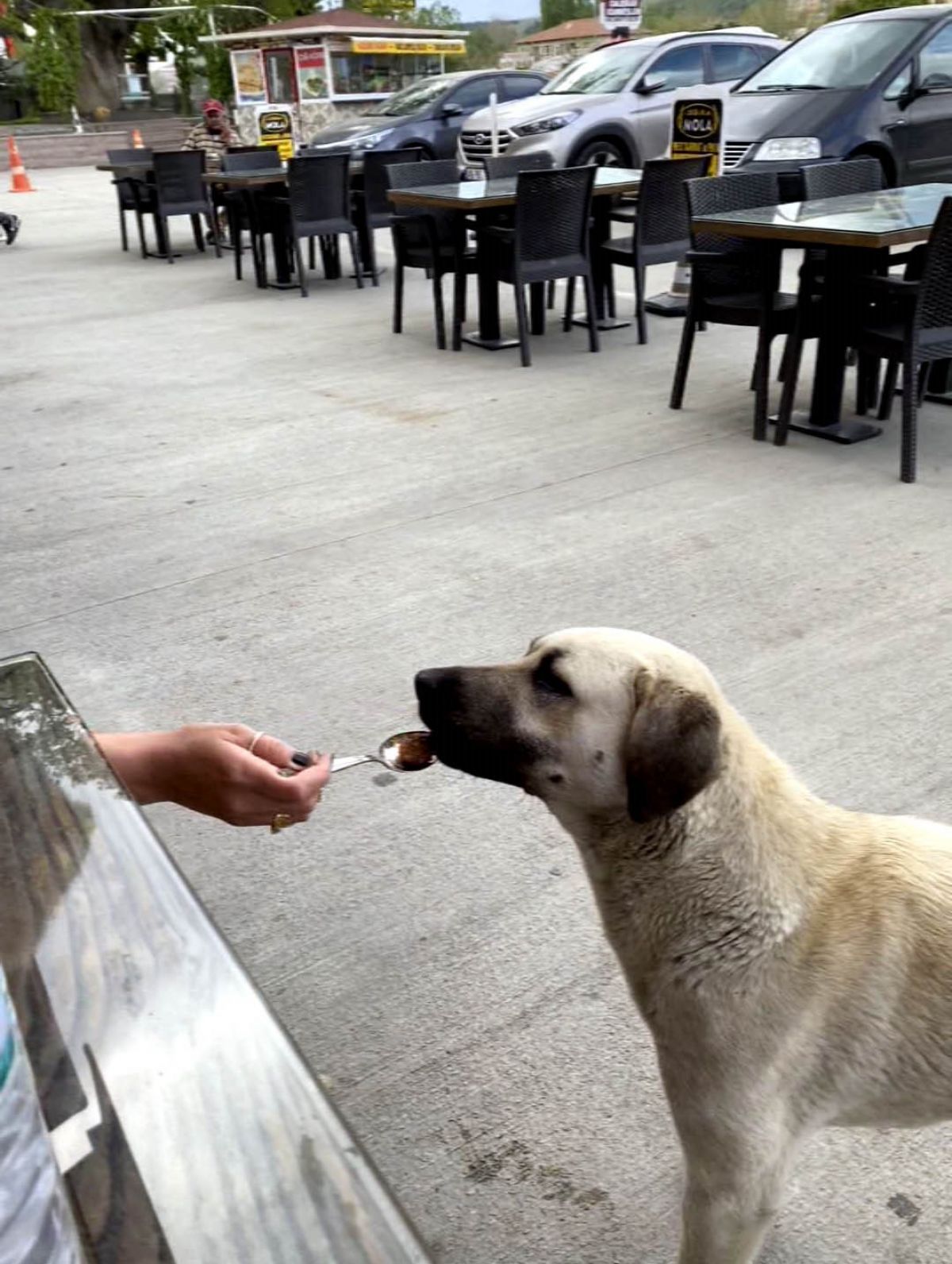 Kahramanmaraş ta  köpeğe kaşıkla yemek yedirdin  tartışması #2
