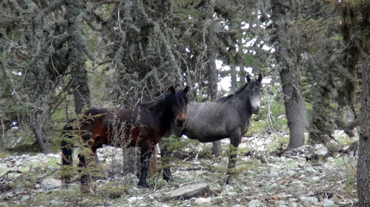Antalya nın yılkı atları, sedir ormanlarında dolaşıyor #3