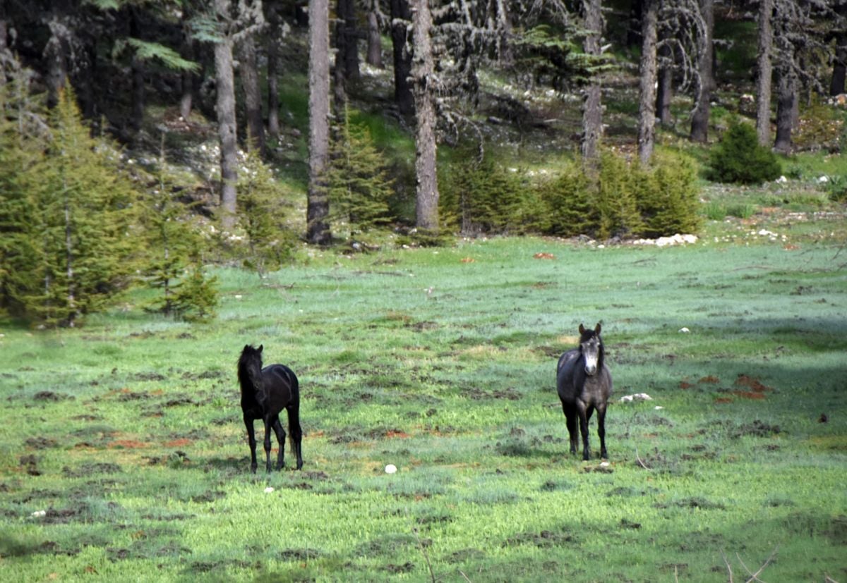 Antalya nın yılkı atları, sedir ormanlarında dolaşıyor #5
