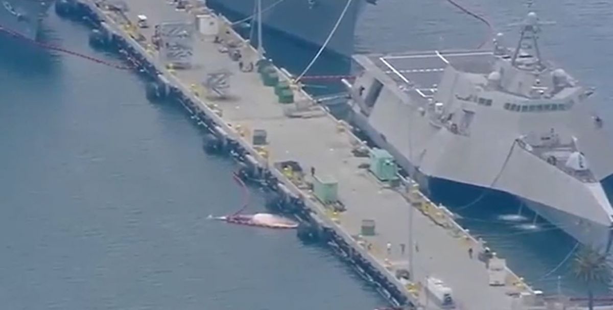 Avusturalya daki savaş gemisinin gövdesinden 2 ölü balina çıktı #1