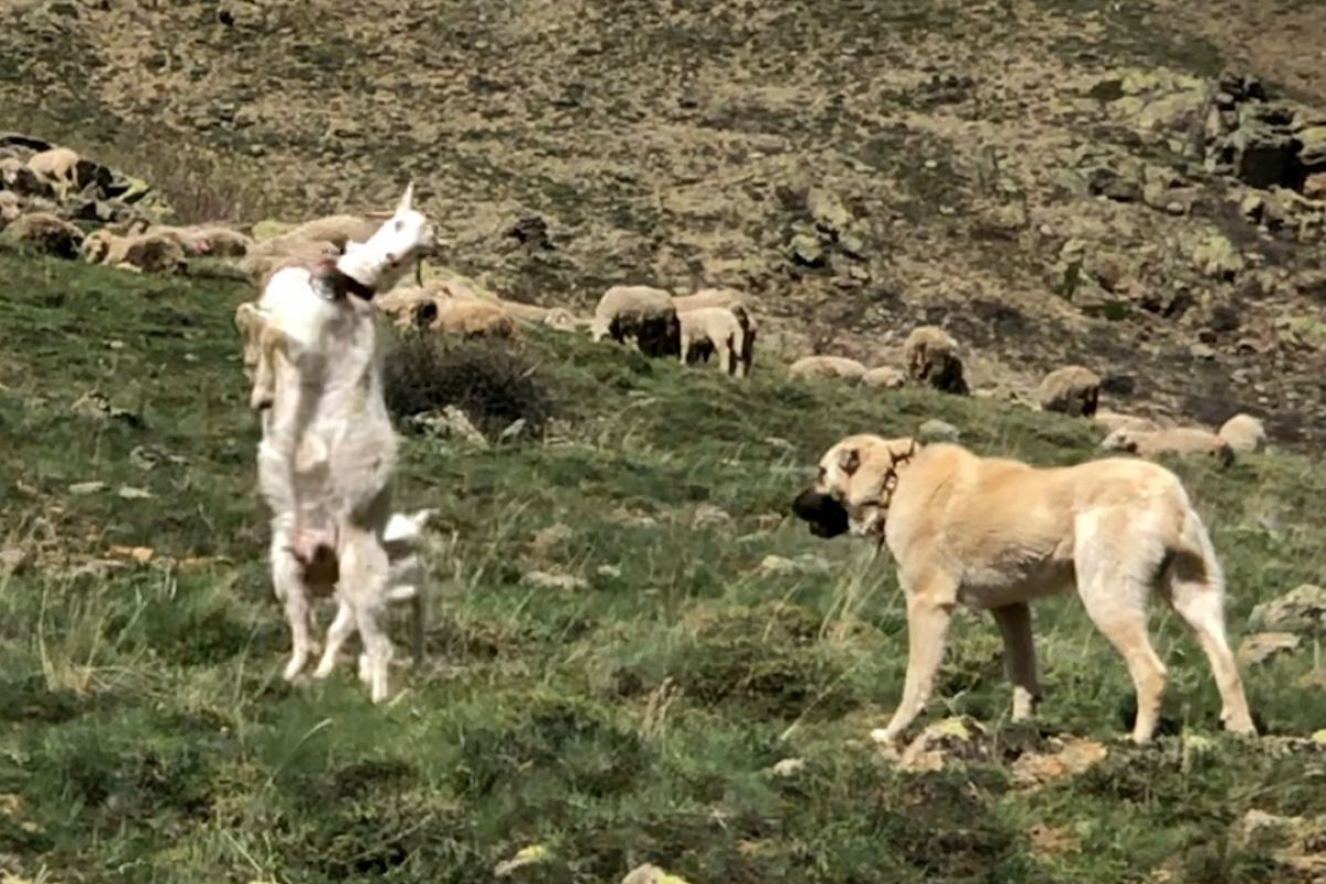 Gümüşhane de çoban köpeğine kafa tutan keçi #3