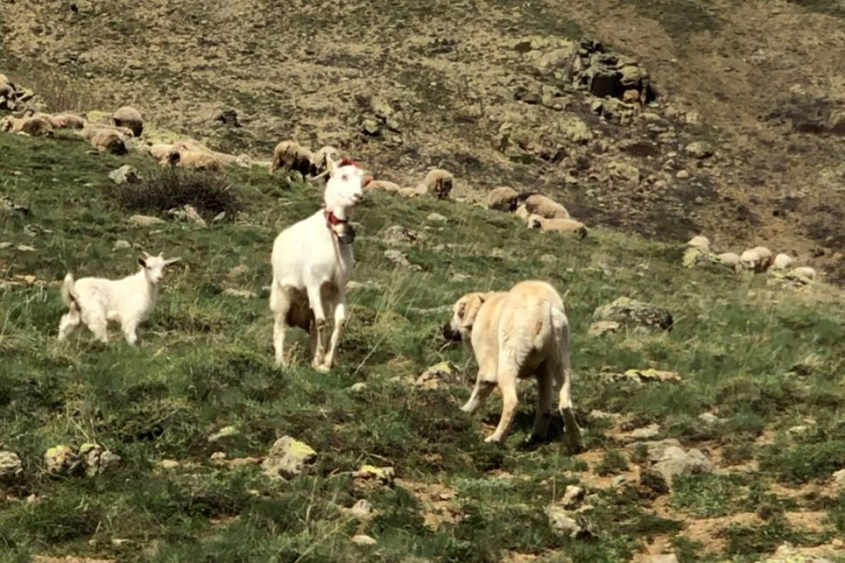 Gümüşhane de çoban köpeğine kafa tutan keçi #1