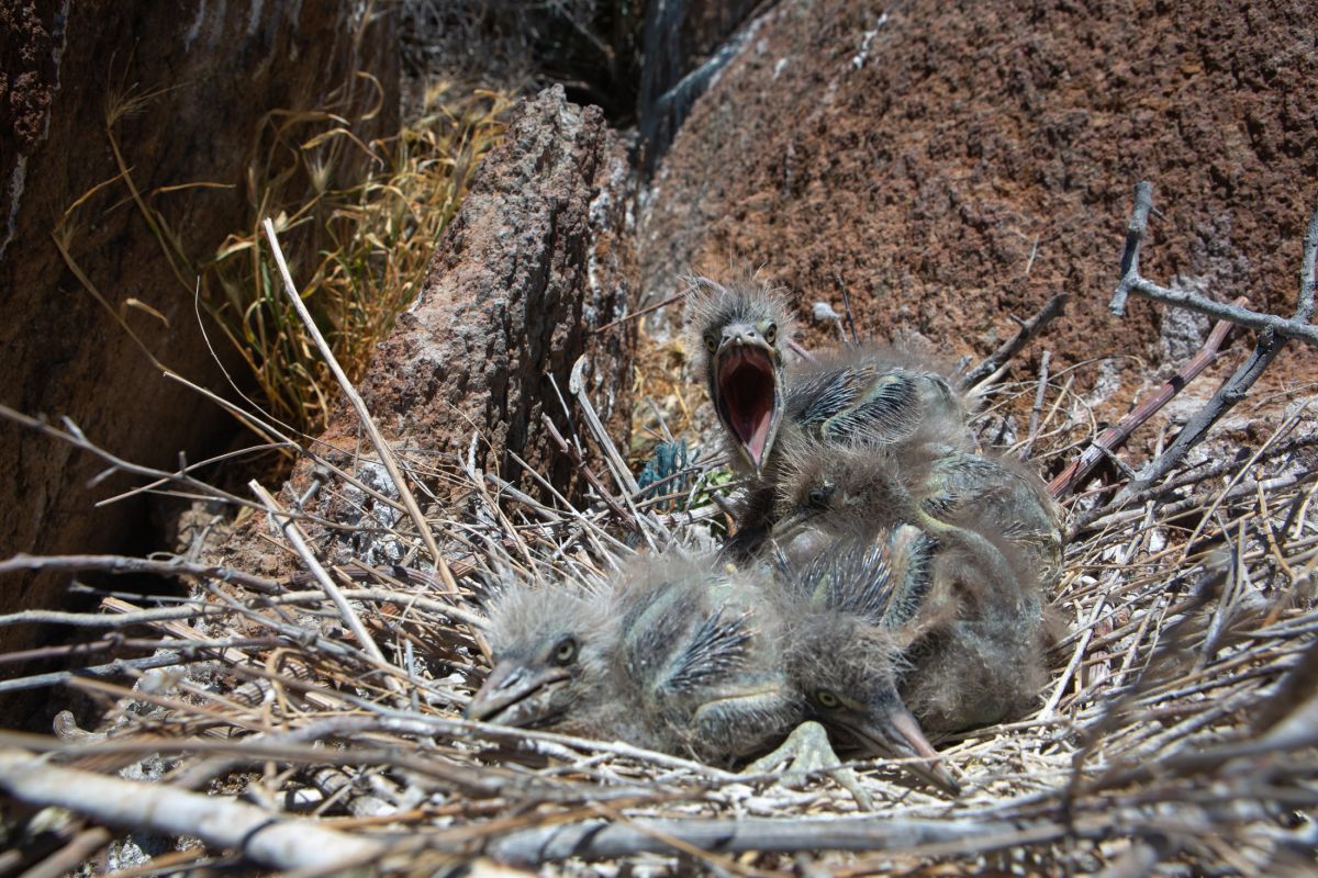Tunceli deki Martı Adası, binlerce kuşa ev sahipliği yapıyor #8