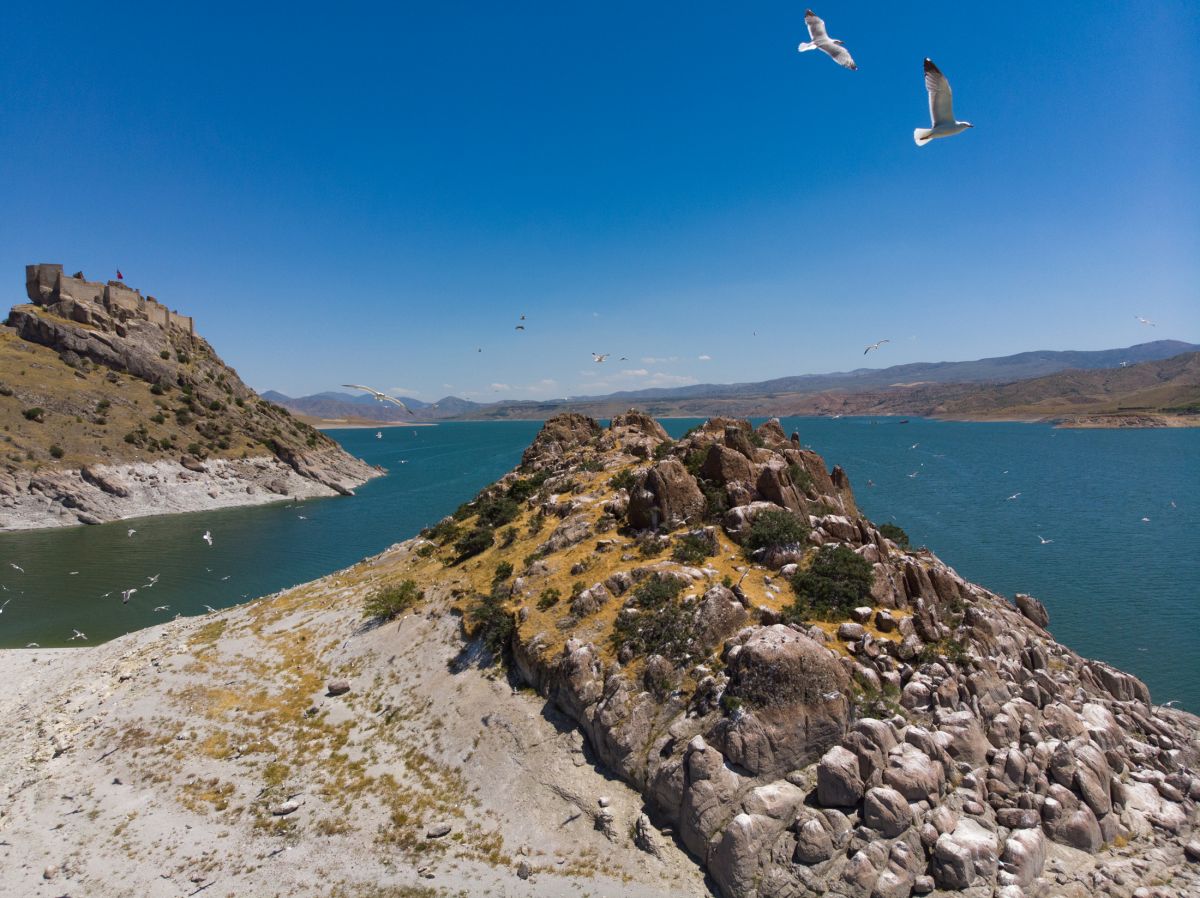 Tunceli deki Martı Adası, binlerce kuşa ev sahipliği yapıyor #2