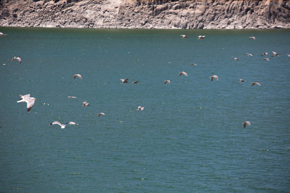 Tunceli deki Martı Adası, binlerce kuşa ev sahipliği yapıyor #10