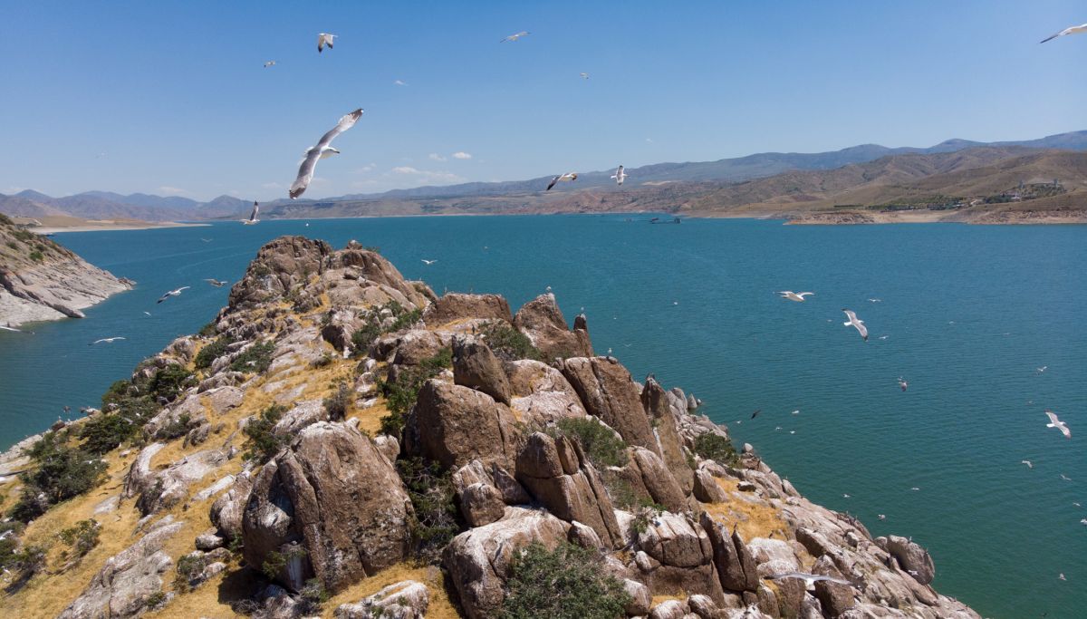 Tunceli deki Martı Adası, binlerce kuşa ev sahipliği yapıyor #1