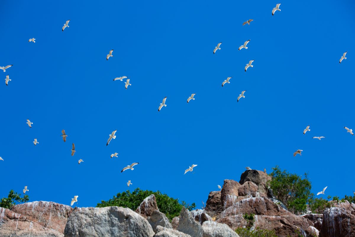 Tunceli deki Martı Adası, binlerce kuşa ev sahipliği yapıyor #7