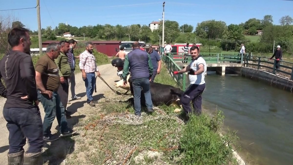 Samsun da kanala düşen inek ve buzağı kurtarıldı #4
