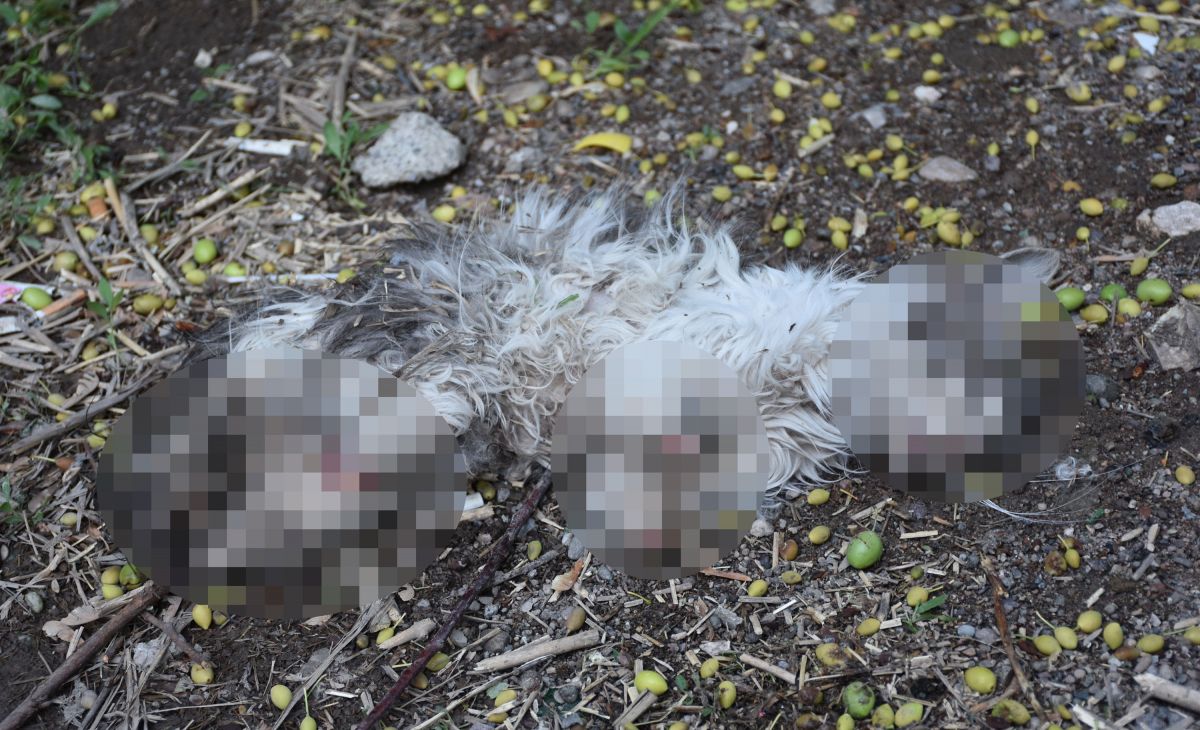 Sivas ta bir hayvansever kayıp kedisini patileri ve kuyruğu kesik halde ölü buldu #1