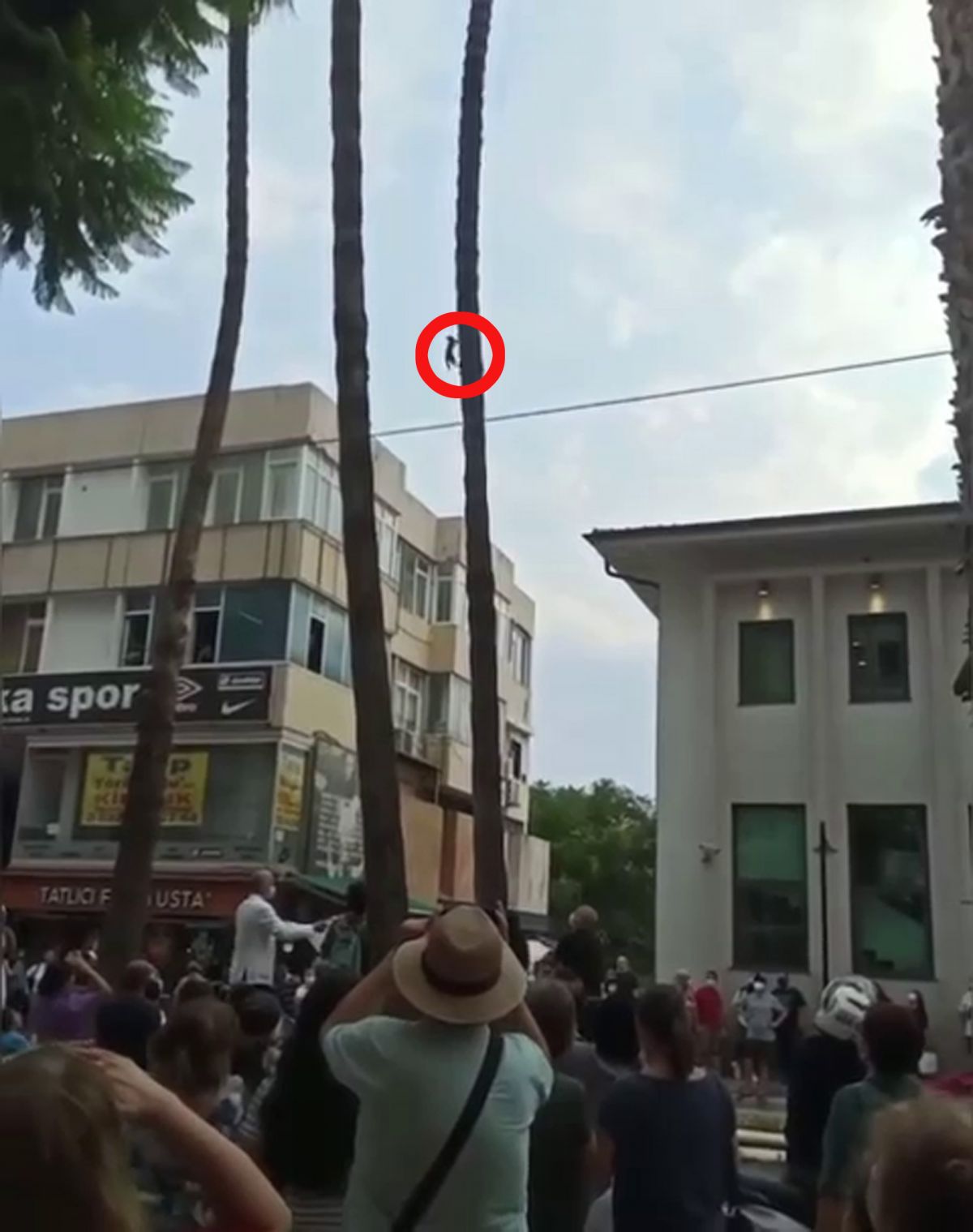 Antalya da ağaçta mahsur kalan yavru kedi, düşerken açılan bezle kurtarıldı #1