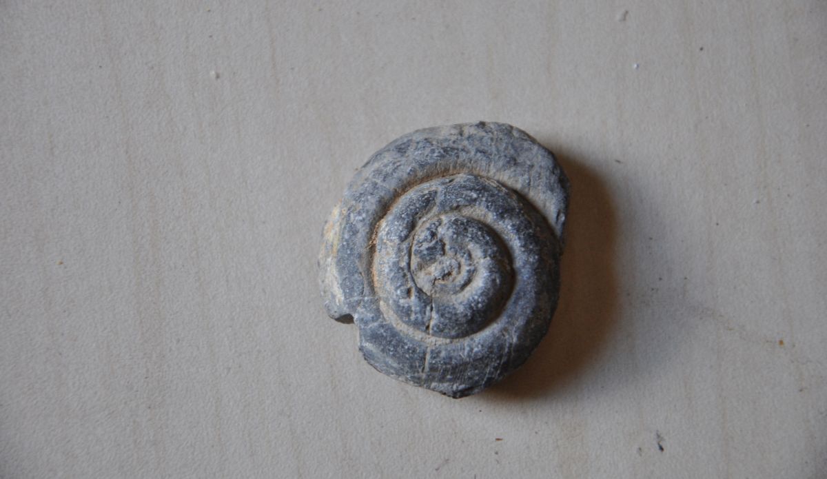 Gaziantep te 57 milyon yıllık fosil bulundu #2