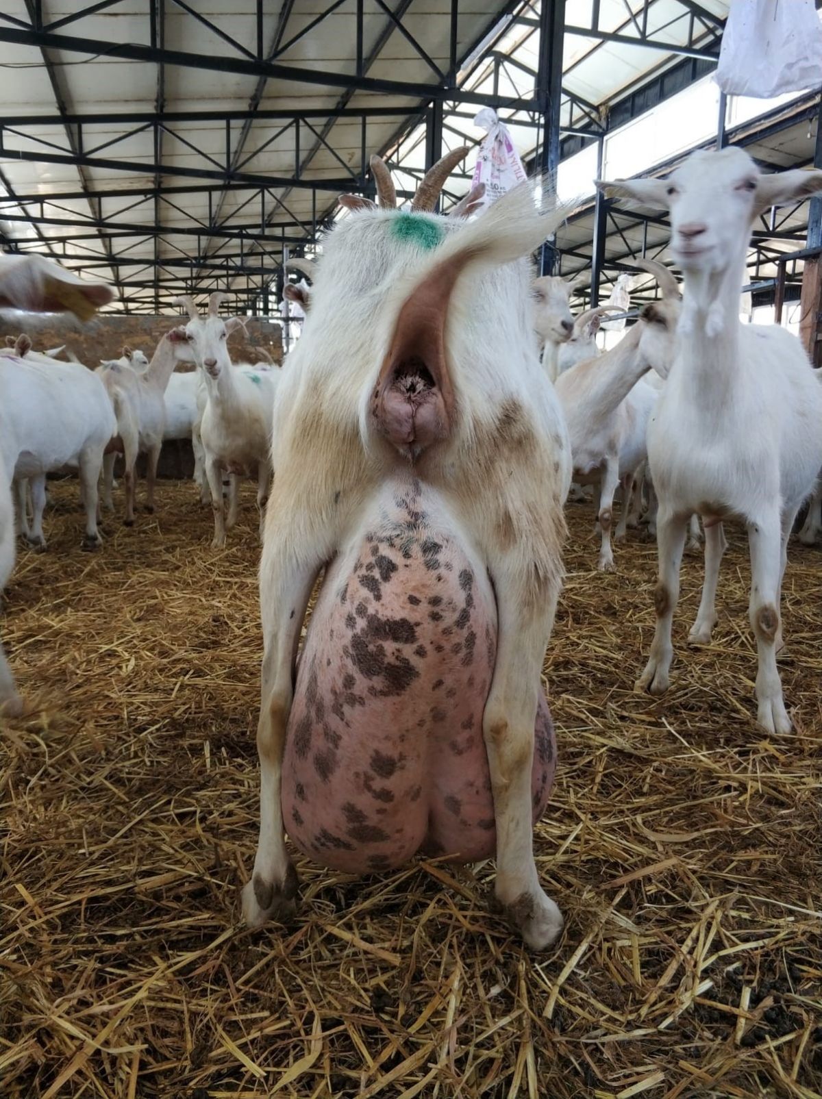 Bursa da ağırlığının yarısı kadar süt veren keçi şaşırttı #12