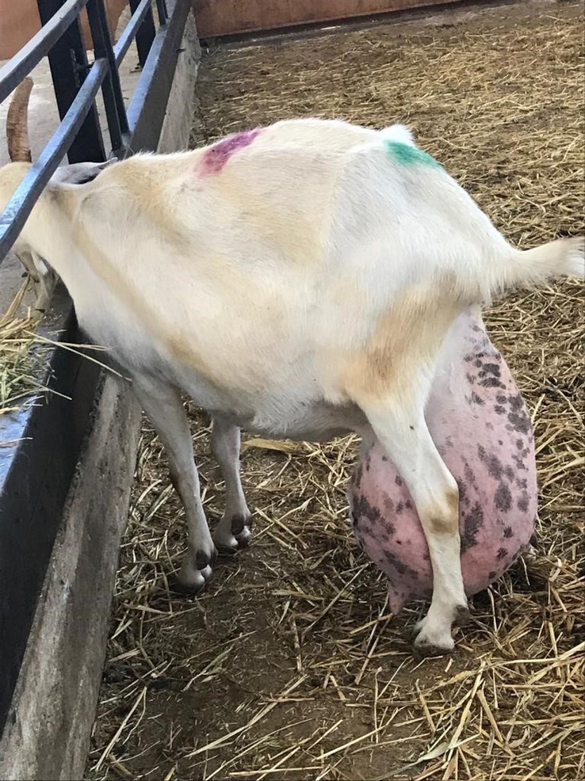 Bursa da ağırlığının yarısı kadar süt veren keçi şaşırttı #11