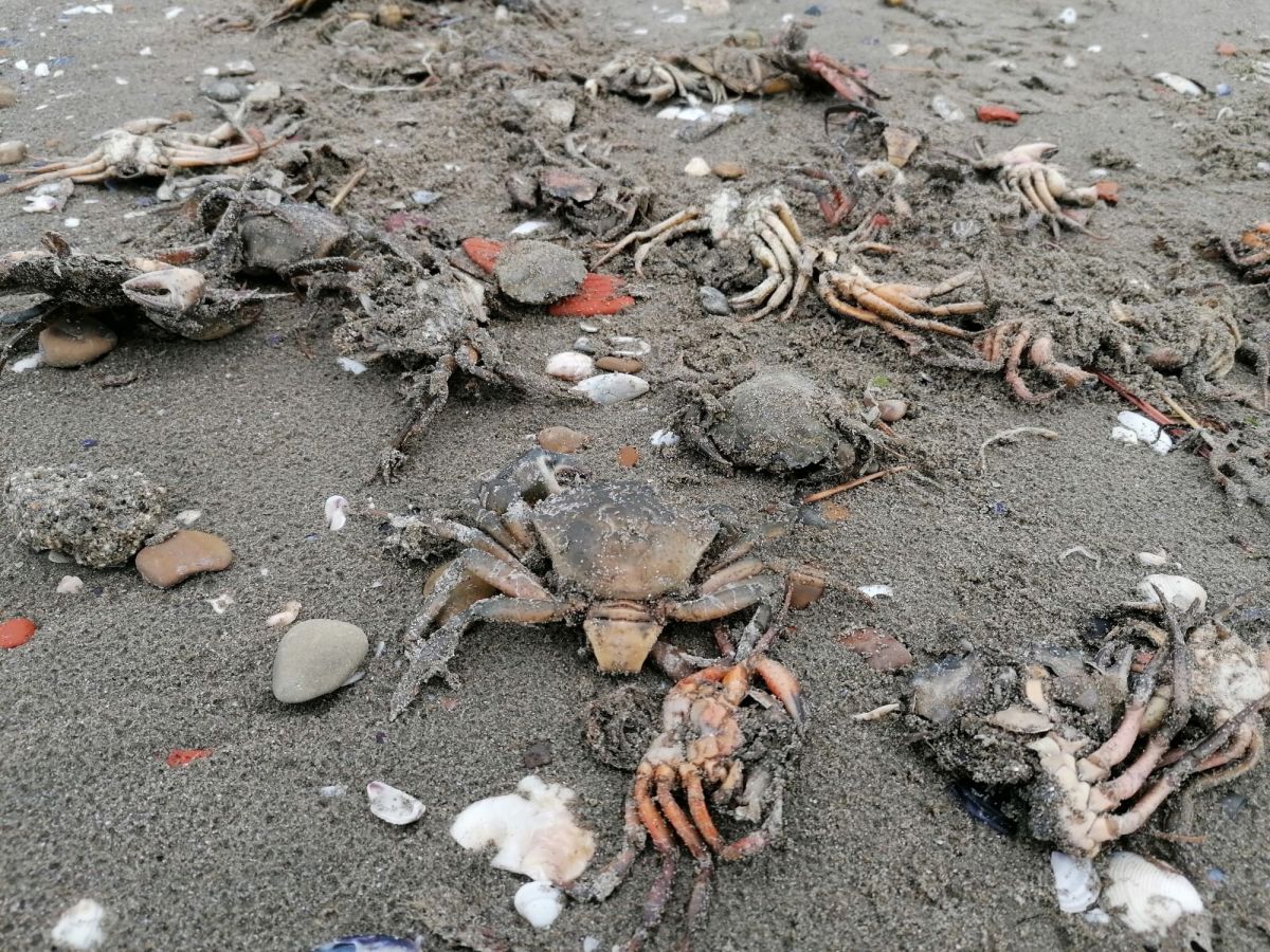 Silivri de ölü yengeçler sahile vurdu #2