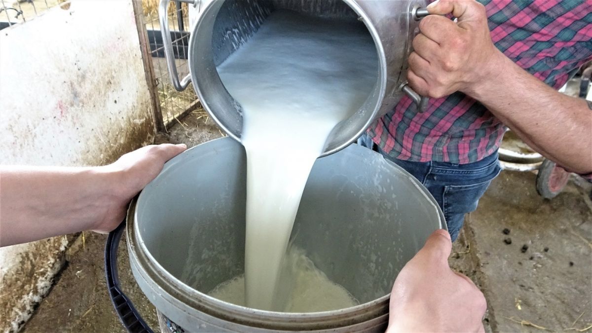Bursa da ağırlığının yarısı kadar süt veren keçi şaşırttı #9