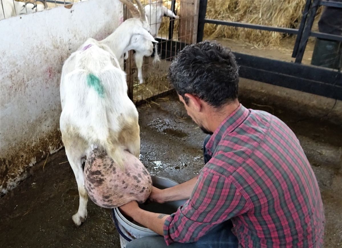 Bursa da ağırlığının yarısı kadar süt veren keçi şaşırttı #6