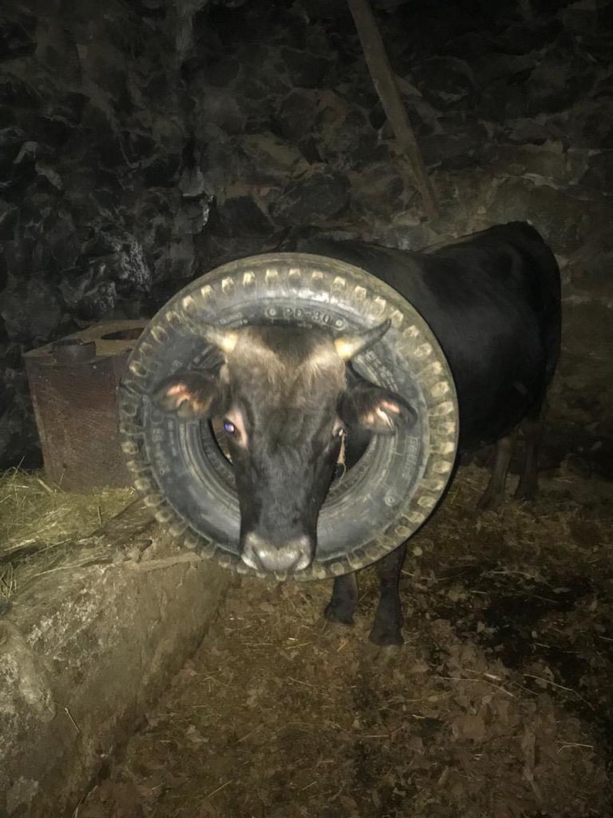 Trabzon daki ineğin başı, araç lastiğine sıkıştı #1