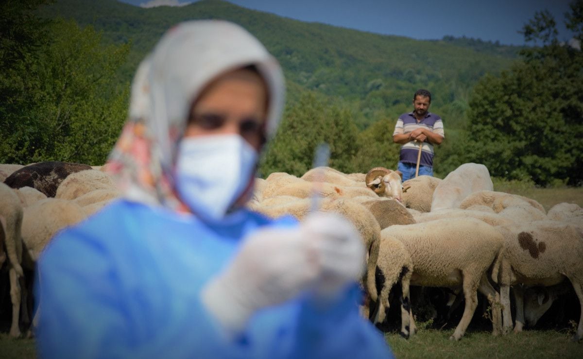 Bursa da çobanlar, yaylada koyun otlatırken aşılarını oldu #6