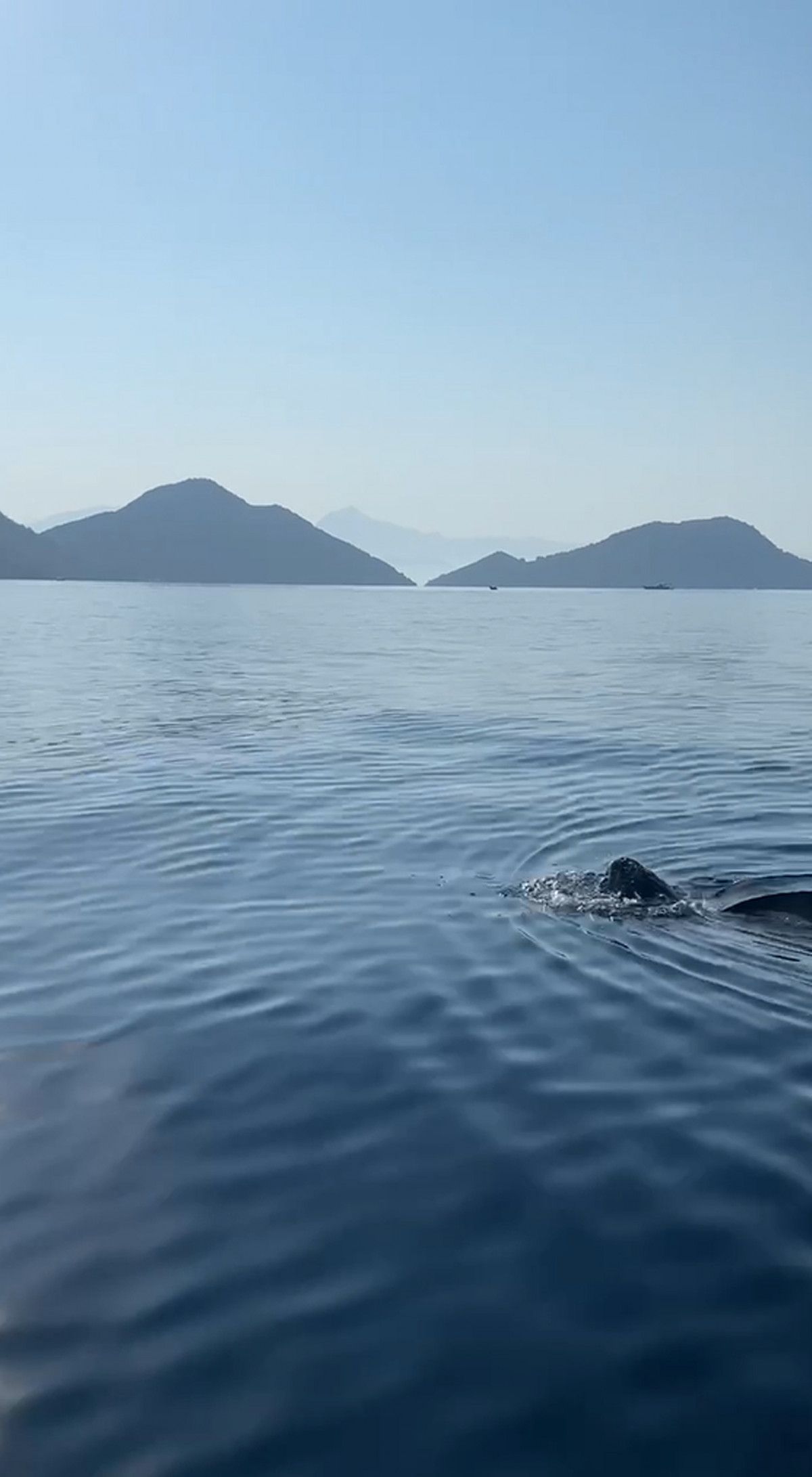 Göcek te deri sırtlı deniz kaplumbağası canlı görüntülendi #2