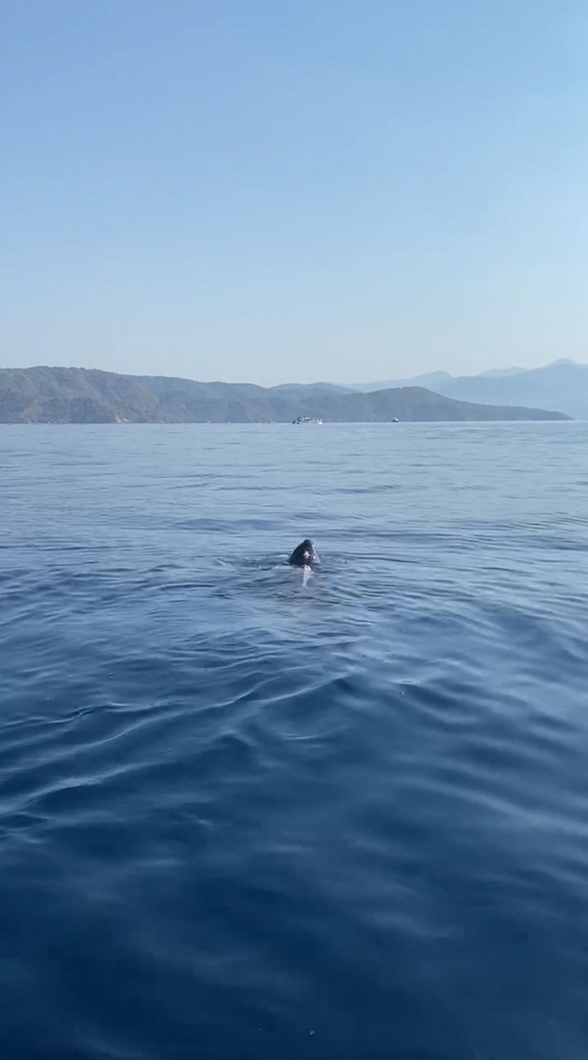 Göcek te deri sırtlı deniz kaplumbağası canlı görüntülendi #4