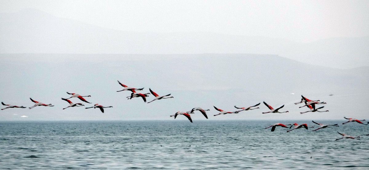 Van da flamingolar yer değiştirince fotoğrafçıların ilgisi arttı #2