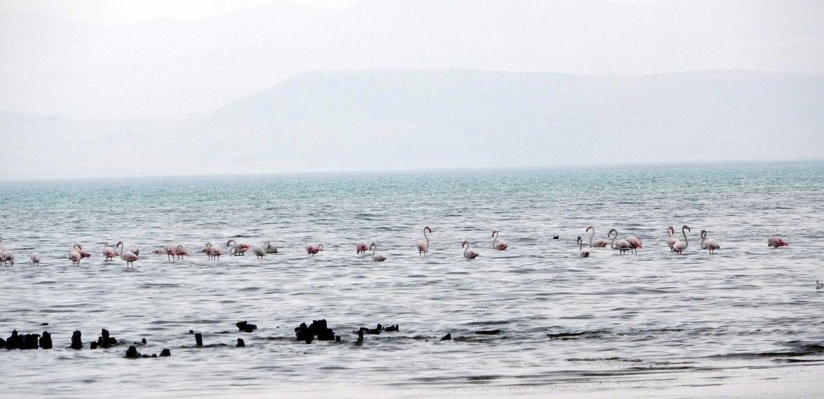 Van da flamingolar yer değiştirince fotoğrafçıların ilgisi arttı #5