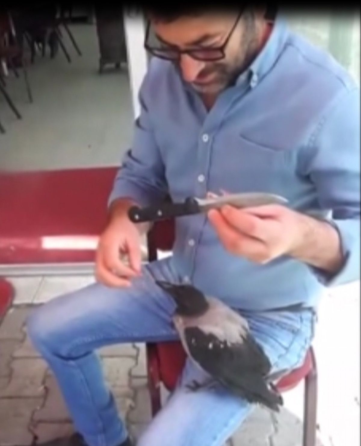 Ardahan daki iki arkadaş, kargayı eliyle besledi #1