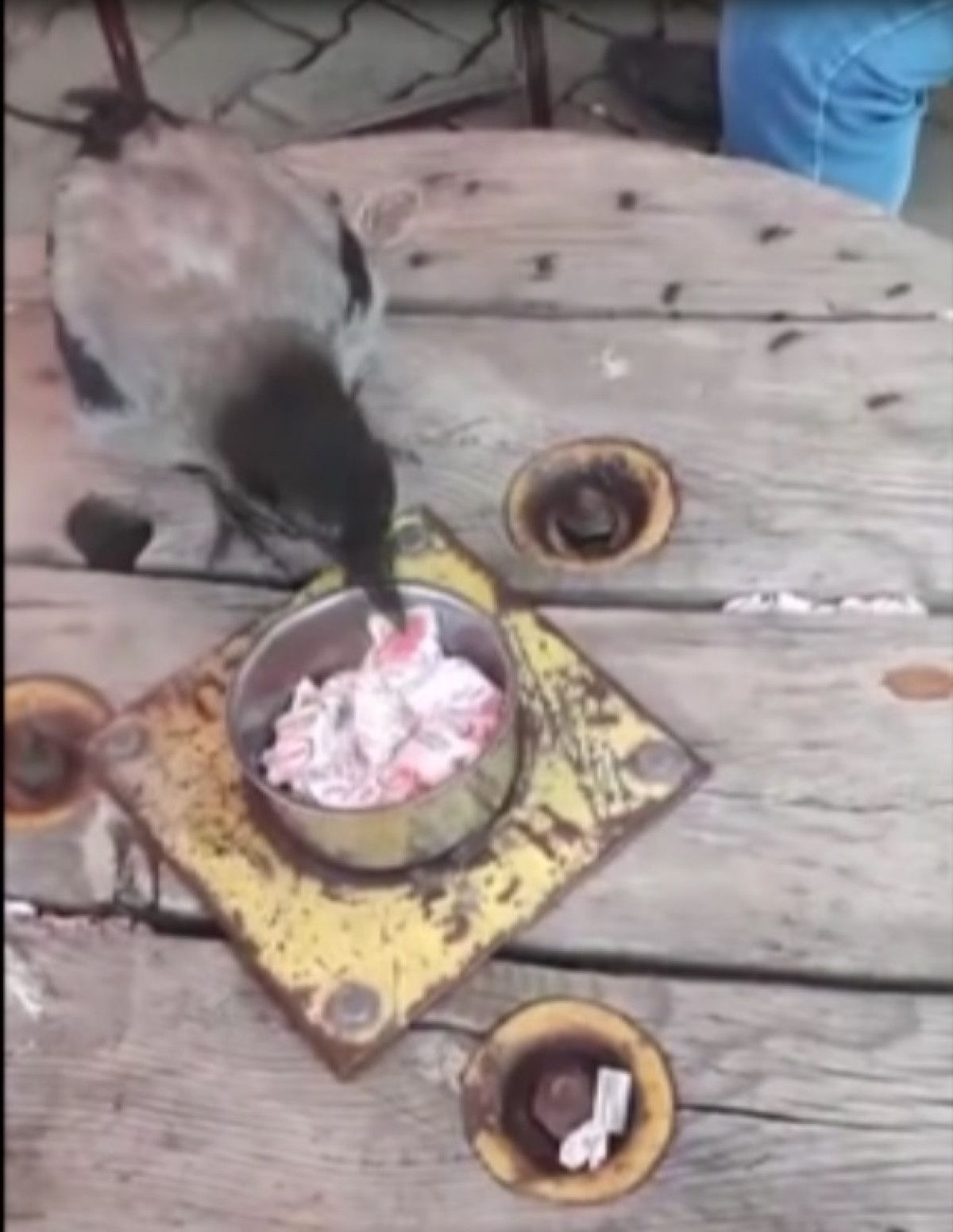 Ardahan daki iki arkadaş, kargayı eliyle besledi #2