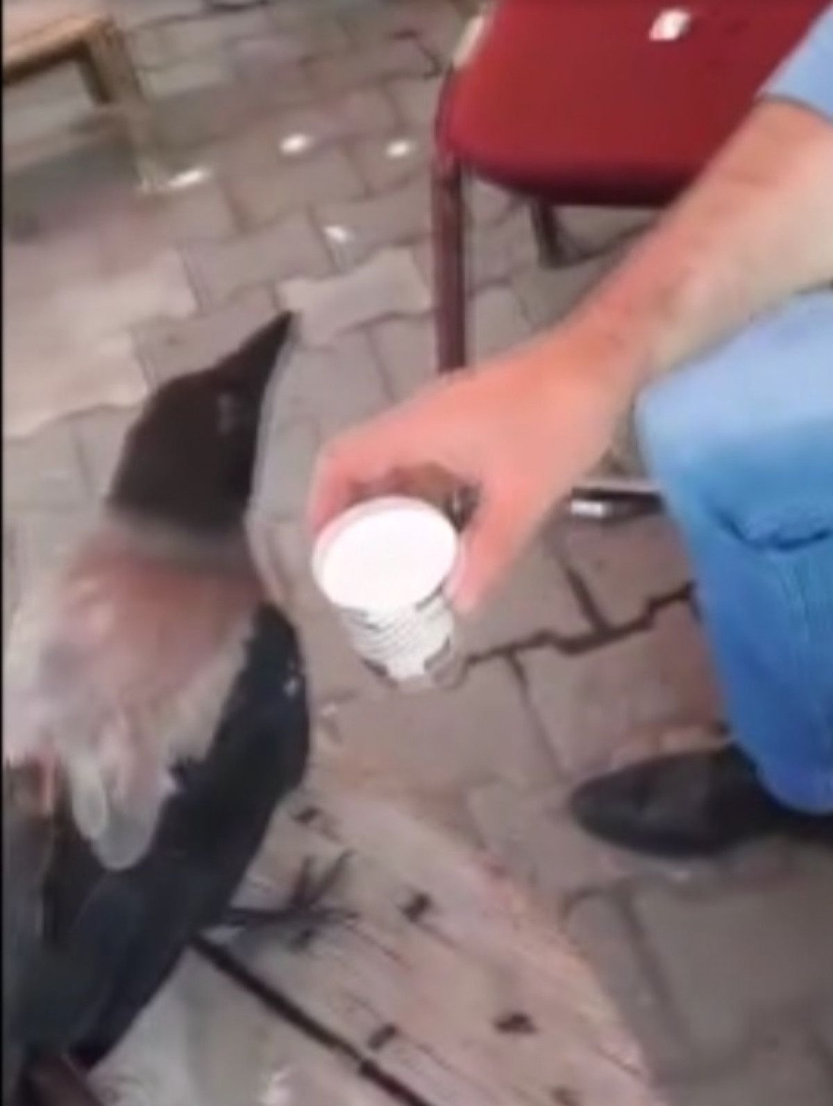 Ardahan daki iki arkadaş, kargayı eliyle besledi #3