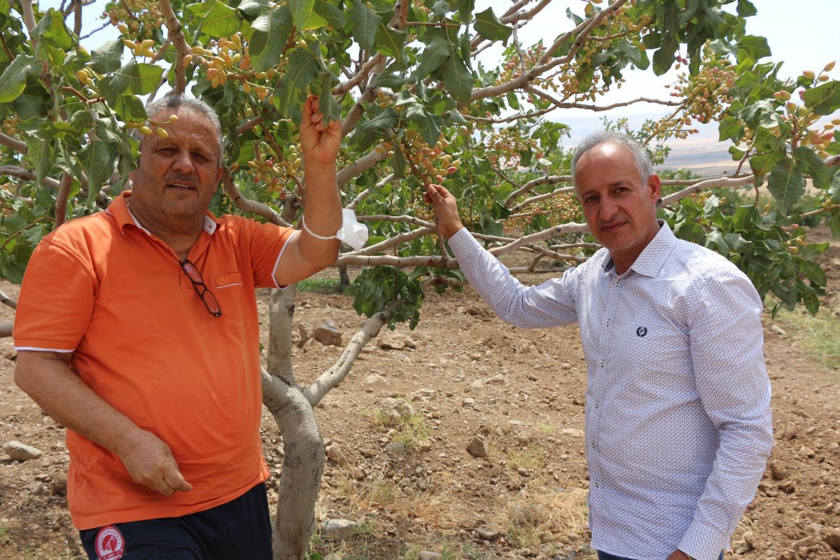 Batman da bekçiler, fıstık bahçelerinde hırsız nöbeti tutuyor #8