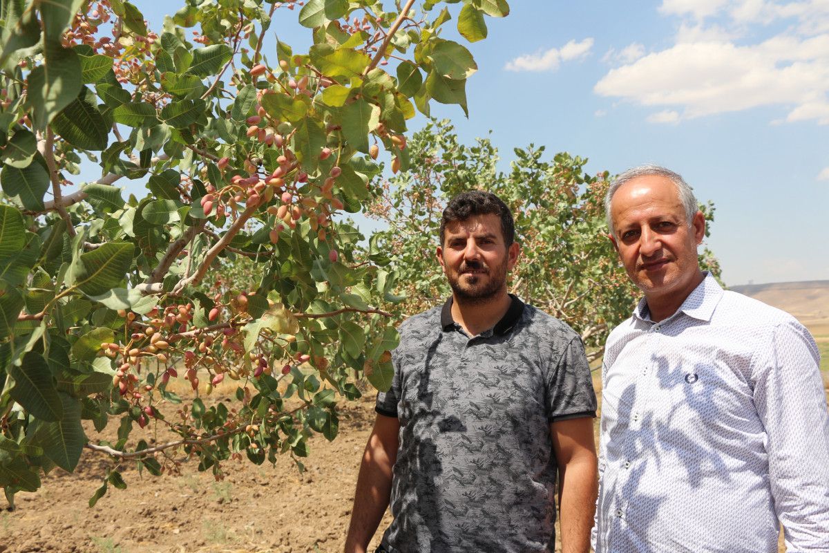 Batman da bekçiler, fıstık bahçelerinde hırsız nöbeti tutuyor #4