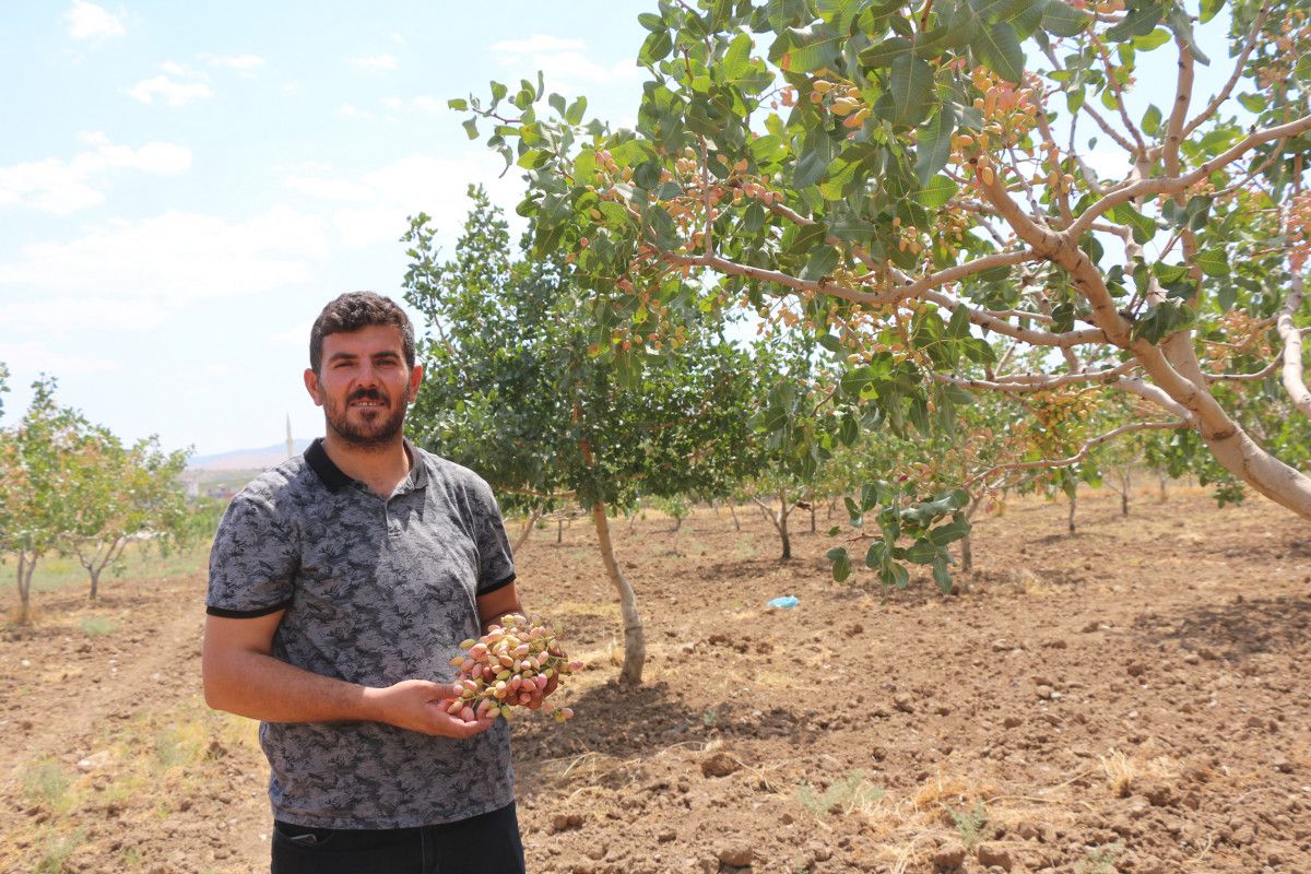 Batman da bekçiler, fıstık bahçelerinde hırsız nöbeti tutuyor #7