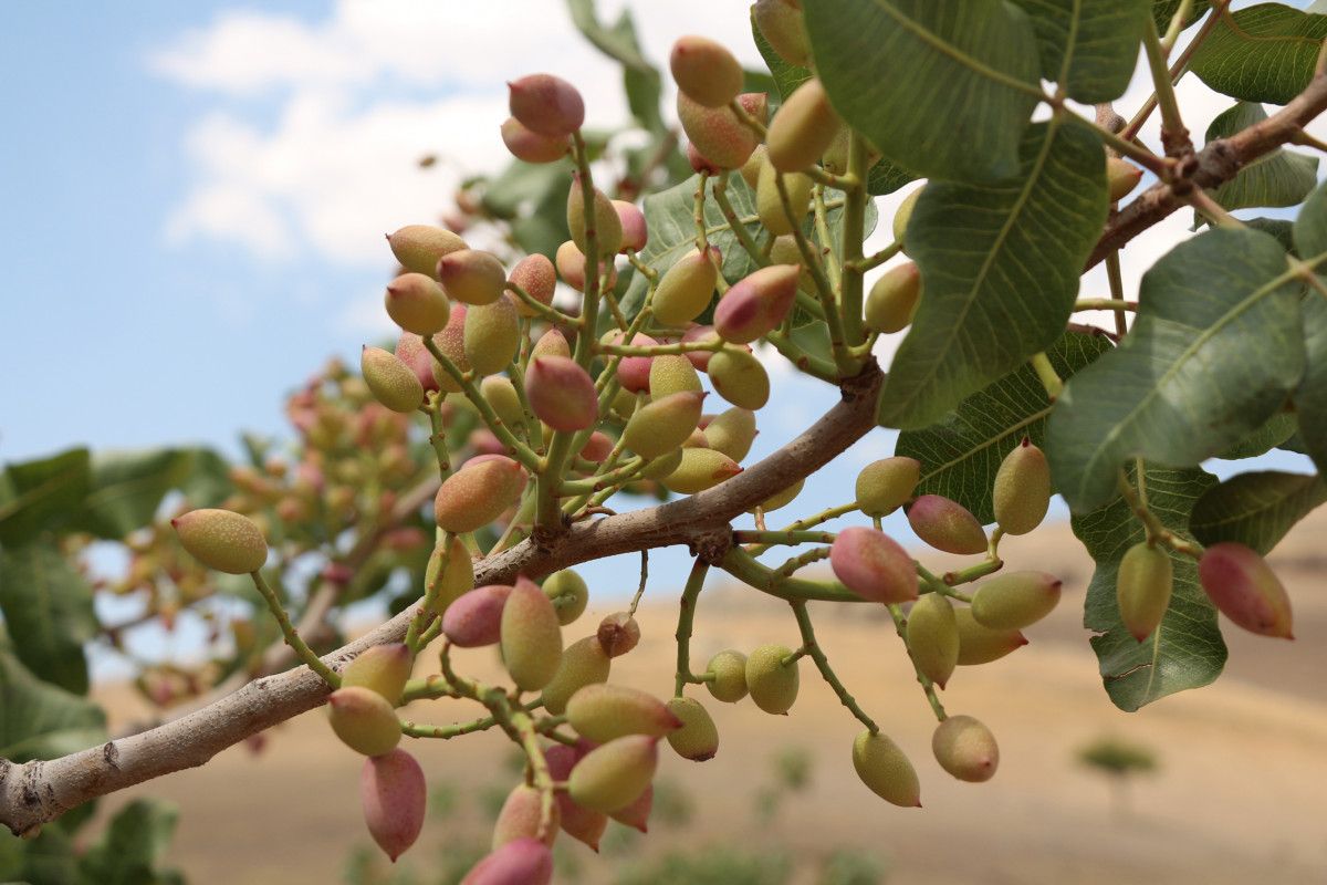 Batman da bekçiler, fıstık bahçelerinde hırsız nöbeti tutuyor #2