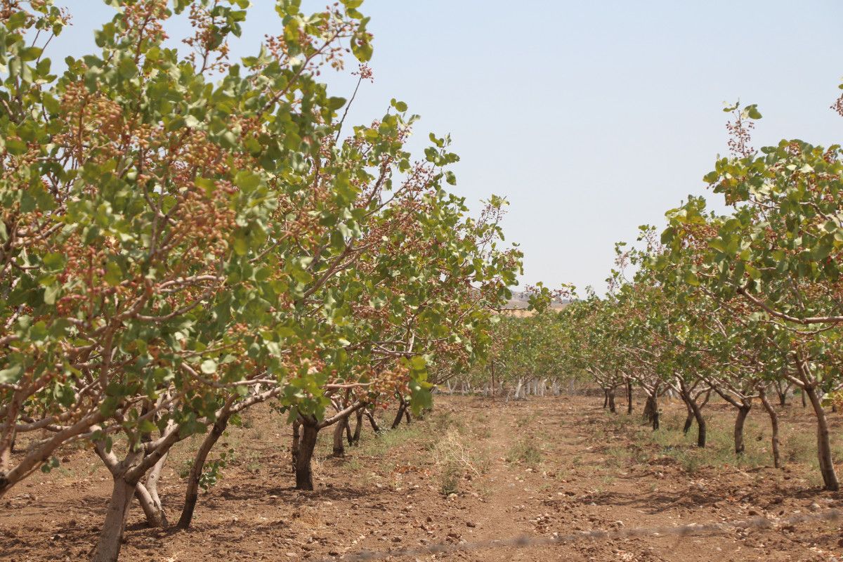 Batman da bekçiler, fıstık bahçelerinde hırsız nöbeti tutuyor #3