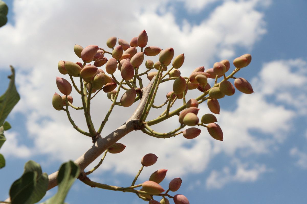 Batman da bekçiler, fıstık bahçelerinde hırsız nöbeti tutuyor #6