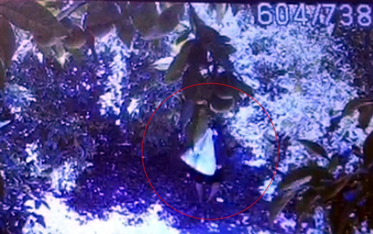 Alanya da avokado bahçelerine hırsız dadandı #4