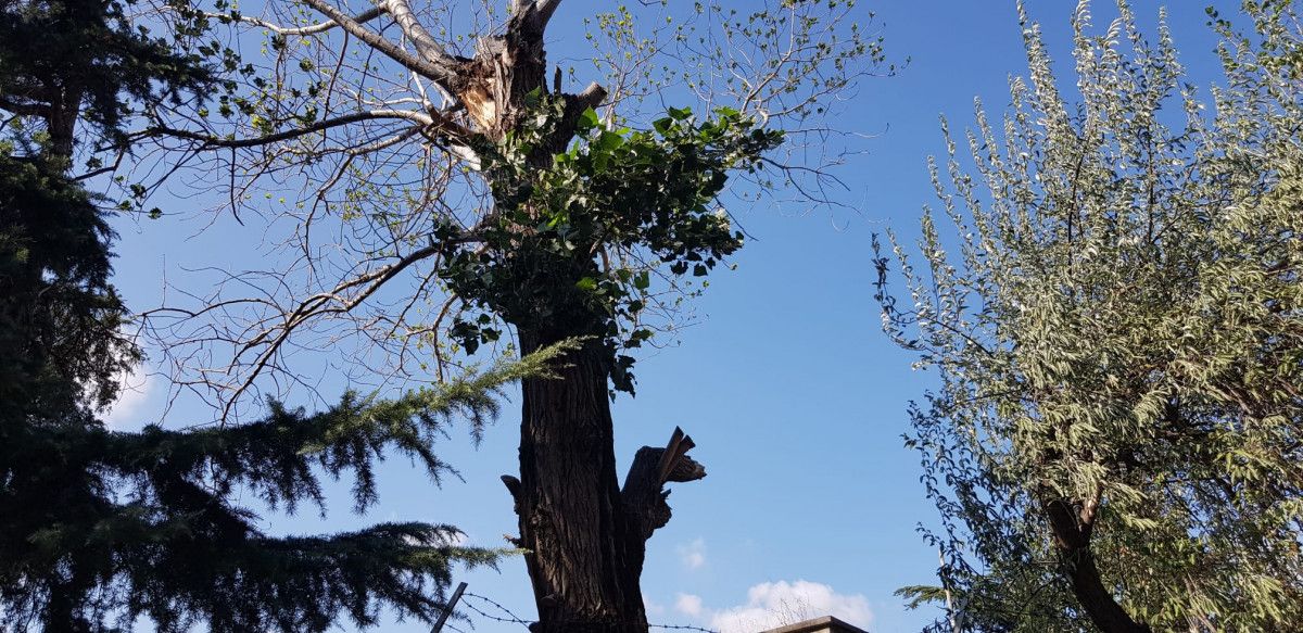 Maltepe de rüzgarlı havada kırılan ağaç, otomobillere zarar verdi #3