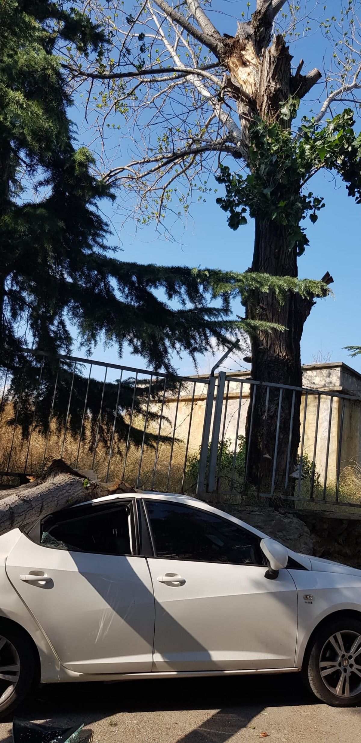 Maltepe de rüzgarlı havada kırılan ağaç, otomobillere zarar verdi #1