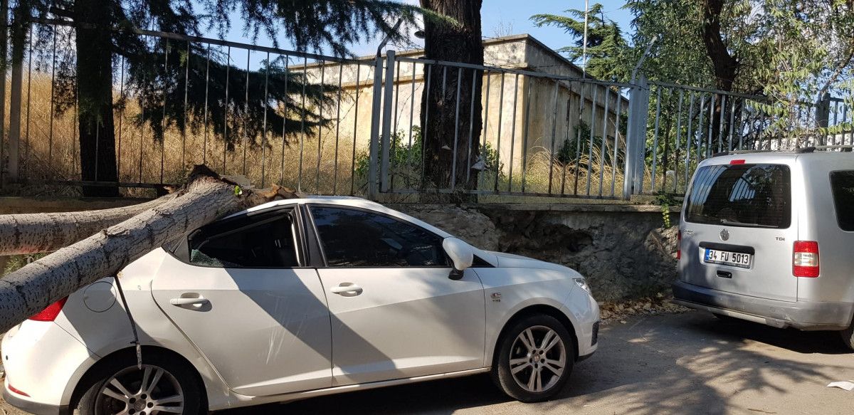 Maltepe de rüzgarlı havada kırılan ağaç, otomobillere zarar verdi #2