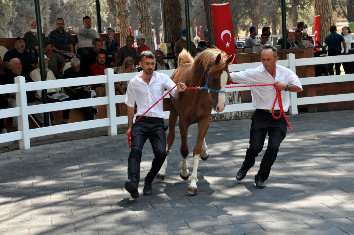 Bursa da otomobil ve ev fiyatına tay satıldı #3