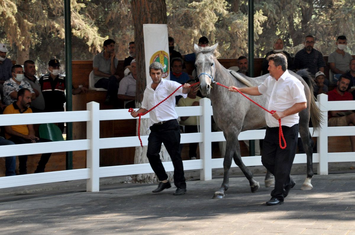 Bursa da otomobil ve ev fiyatına tay satıldı #1
