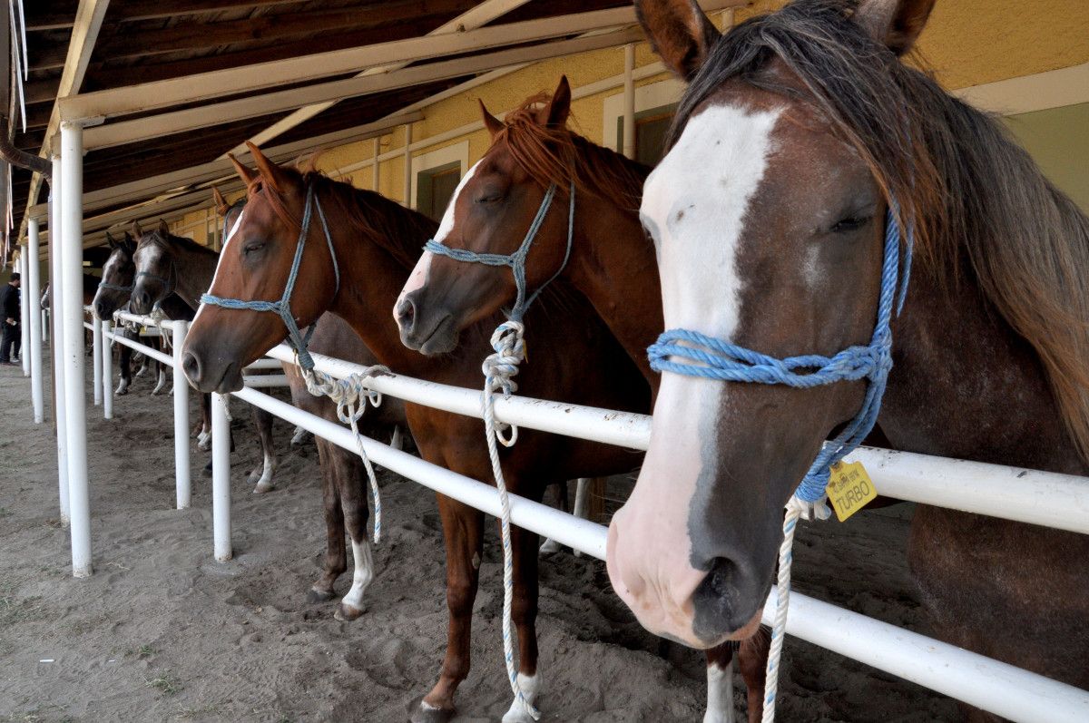 Bursa da otomobil ve ev fiyatına tay satıldı #5