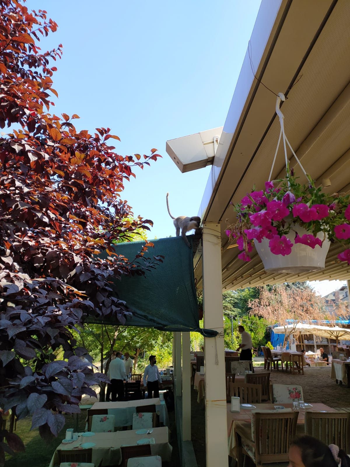 Ankara da hayvanat bahçesinden maymun kaçtı #4