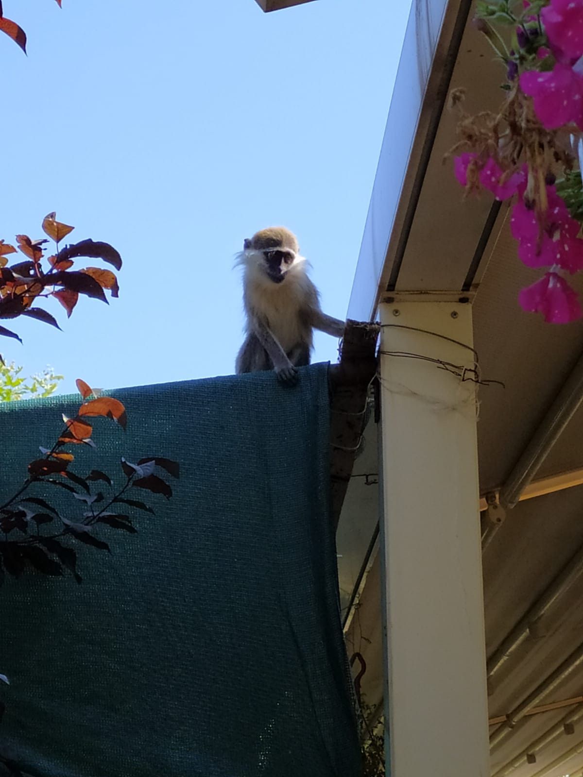 Ankara da hayvanat bahçesinden maymun kaçtı #1