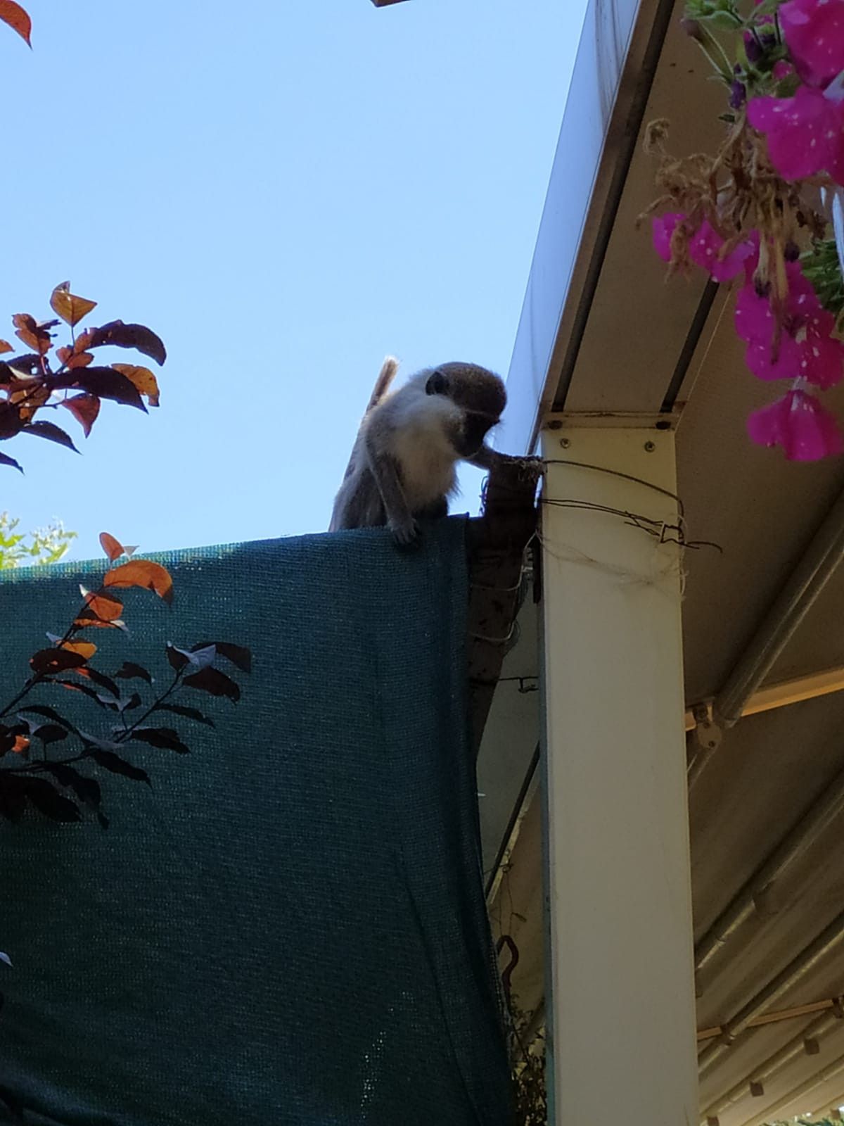 Ankara da hayvanat bahçesinden maymun kaçtı #2