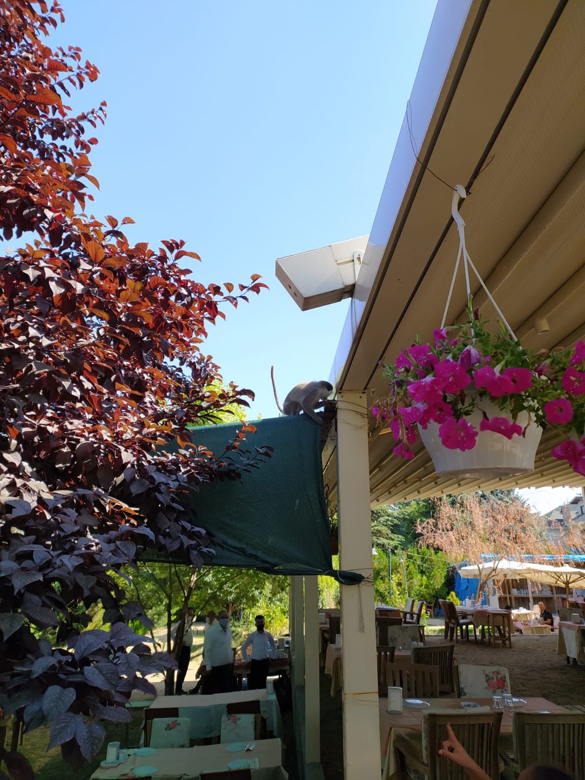 Ankara da hayvanat bahçesinden maymun kaçtı #3