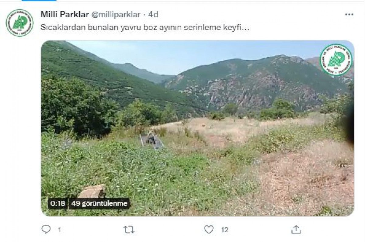 Tunceli de yavru bozayı, su yalağında eğlendi #5